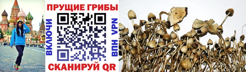 как найти наркотики Борзя Галлюциногенные грибы MAGIC MUSHROOMS